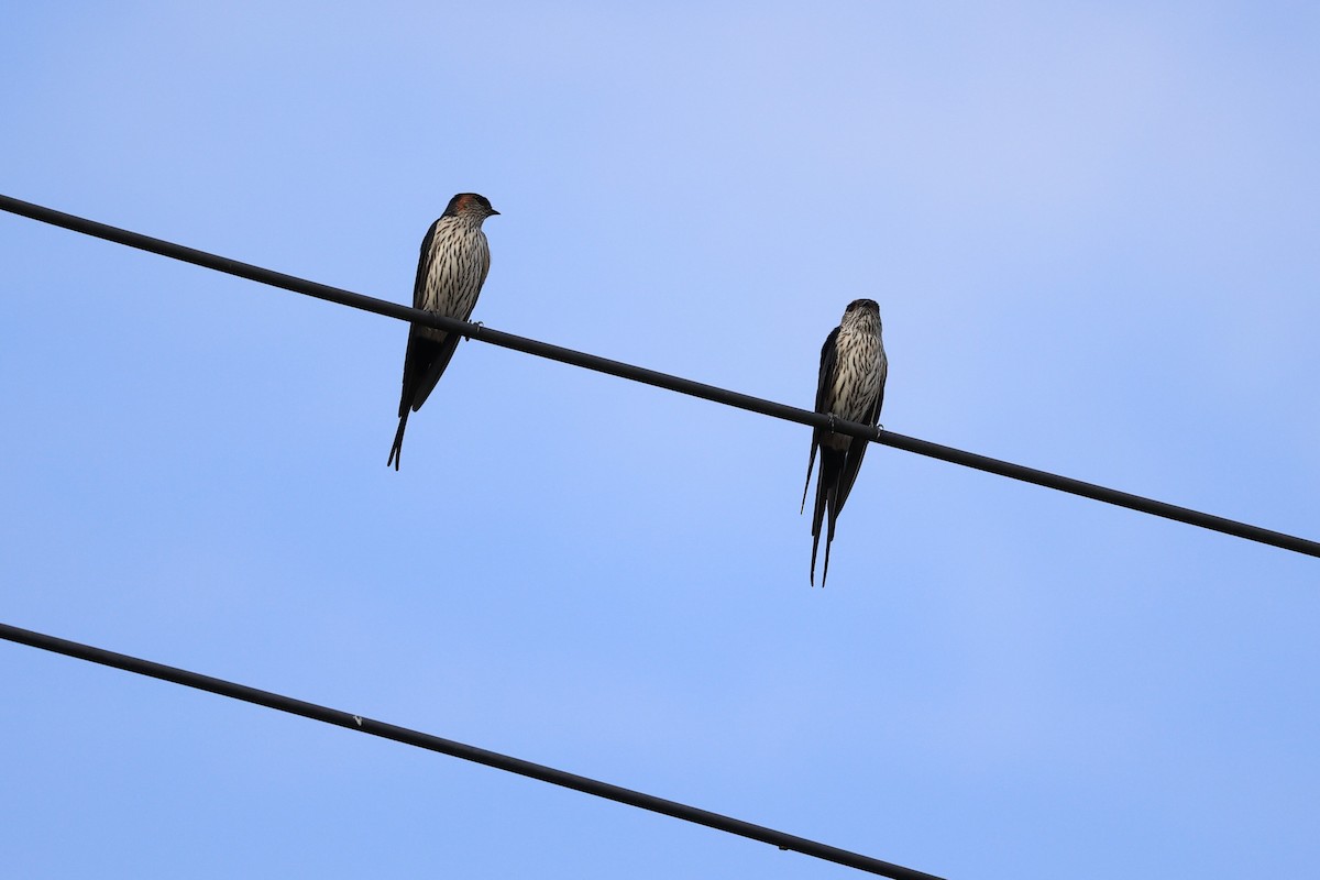 Striated Swallow - Jian-Long(建龍) WU(吳)