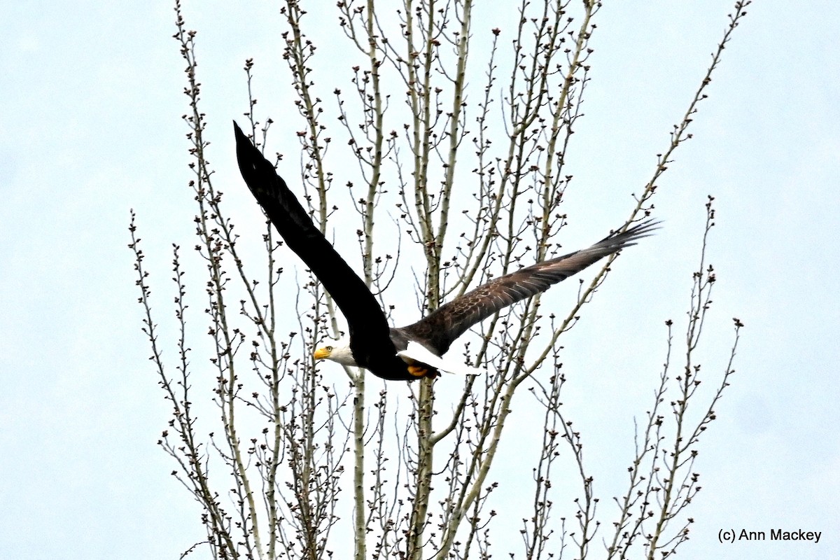 Bald Eagle - ML615908931