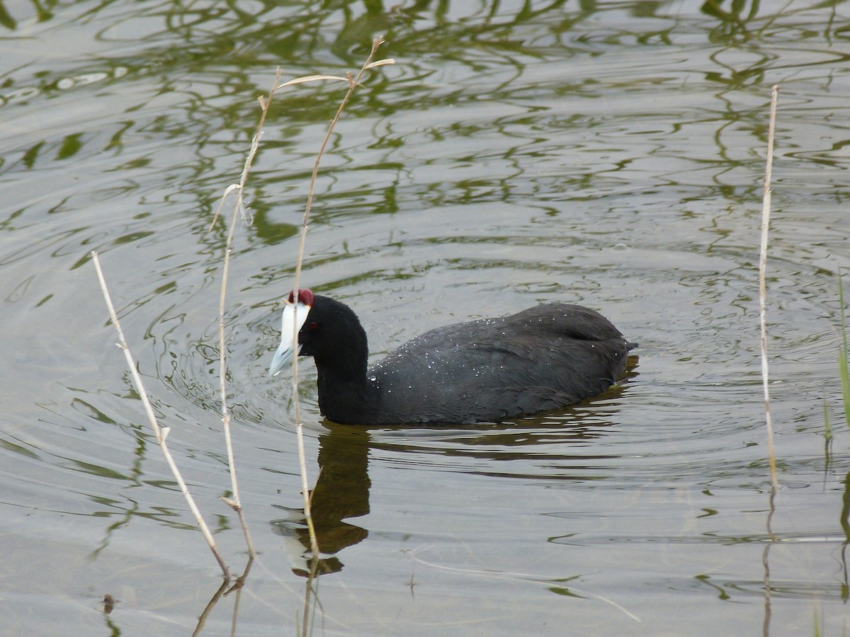 Red-knobbed Coot - ML615908934