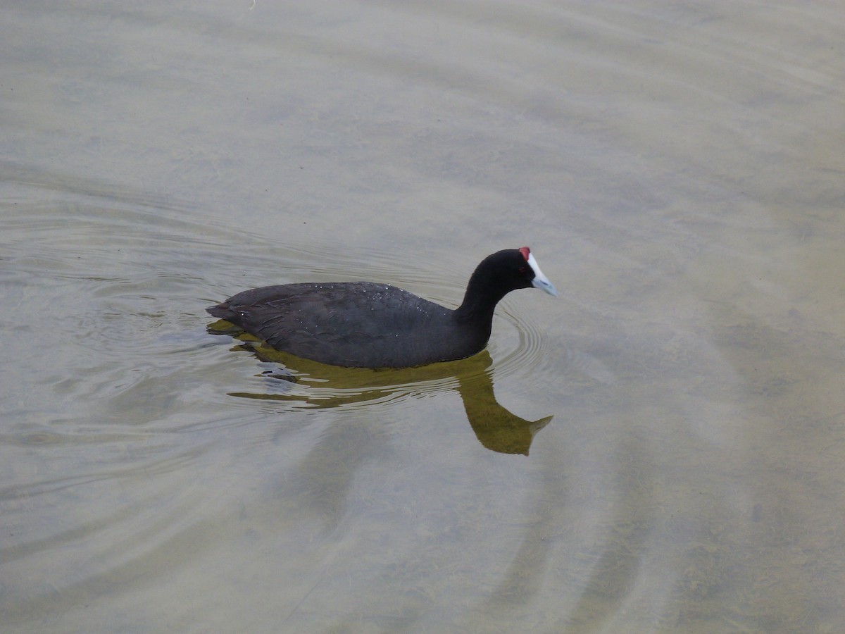 Red-knobbed Coot - ML615908940