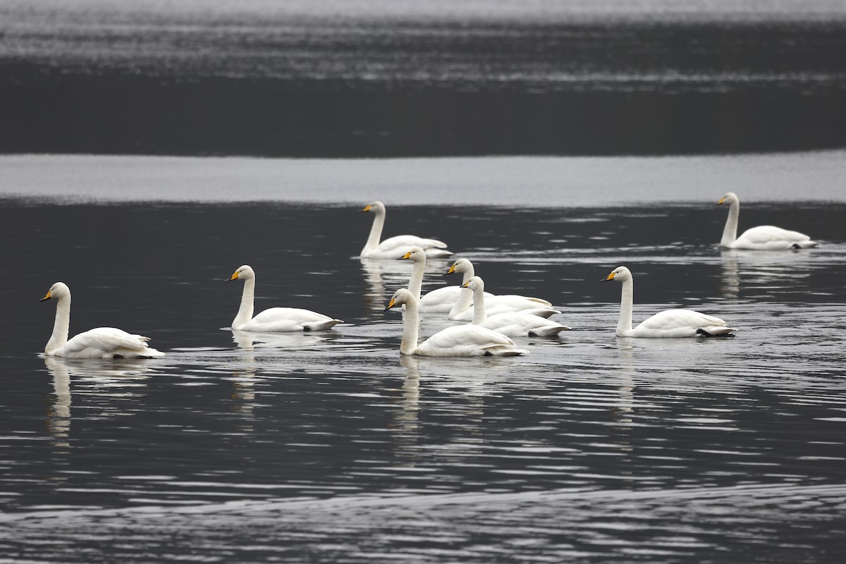 Whooper Swan - ML615908956