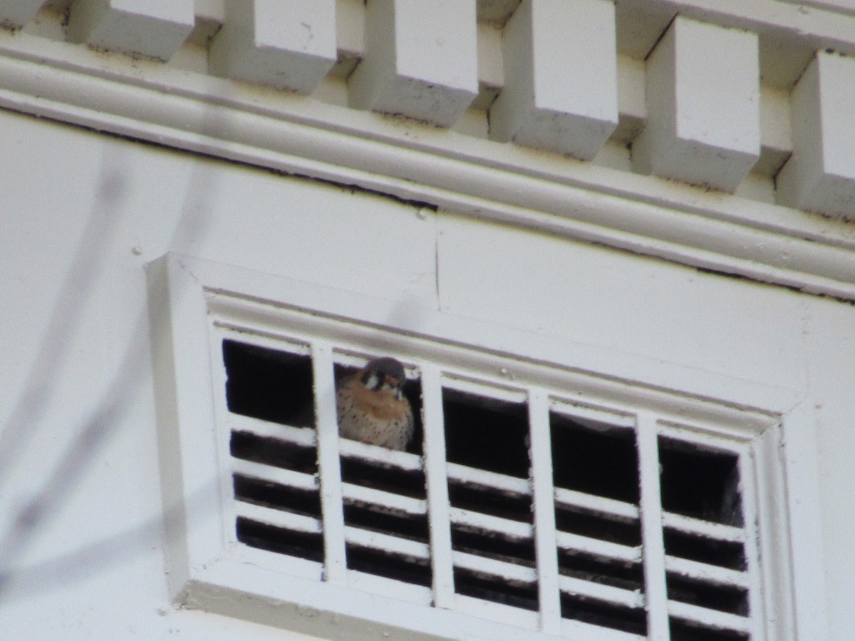 American Kestrel - ML615908997