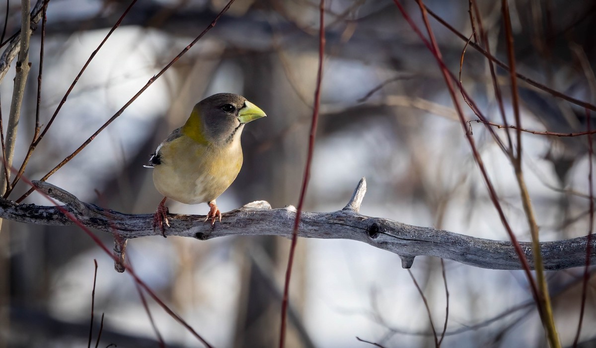 Evening Grosbeak - Michael Riffel