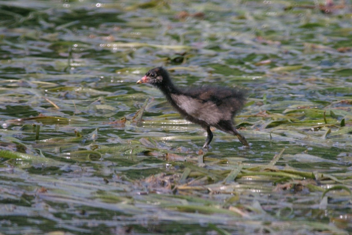 Eurasian Moorhen - ML615909047