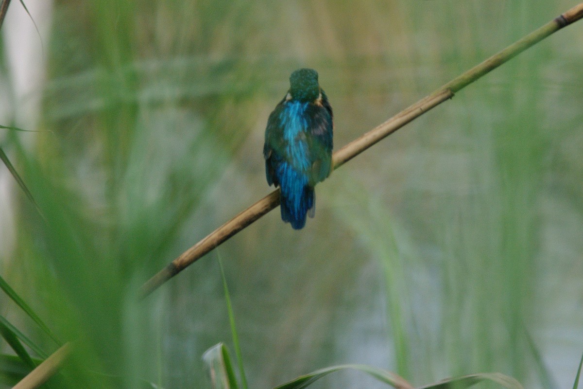 Common Kingfisher - ML615909067