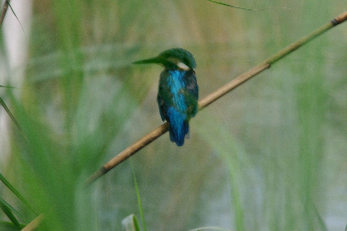 Common Kingfisher - ML615909068