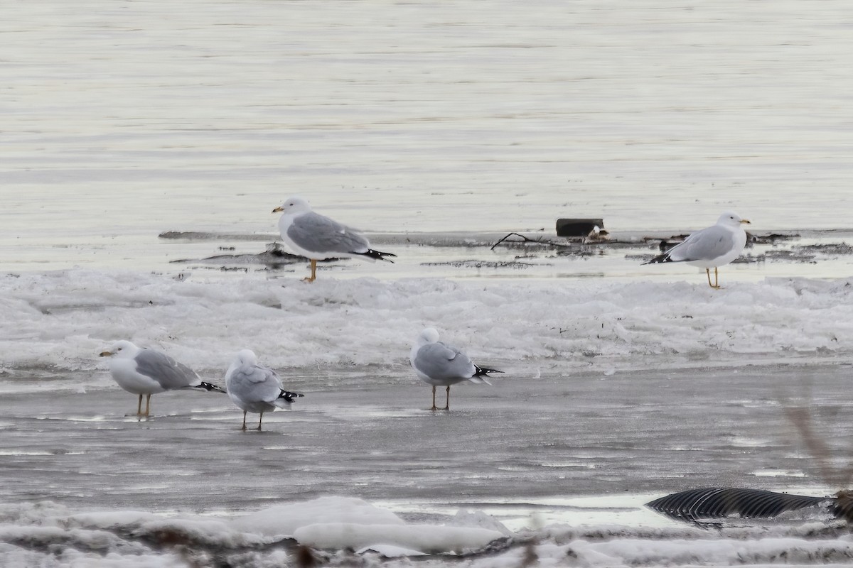 Ring-billed Gull - ML615909069