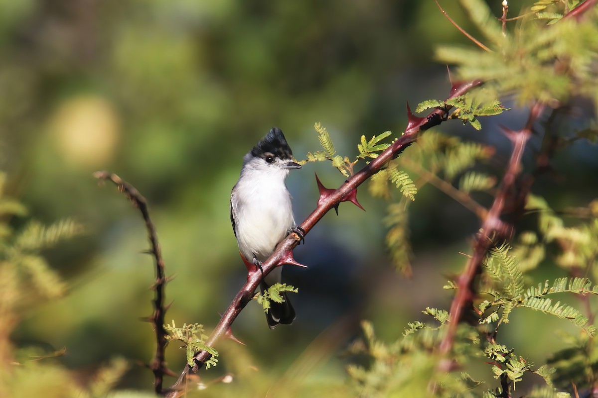 White-naped Xenopsaris - David Lang