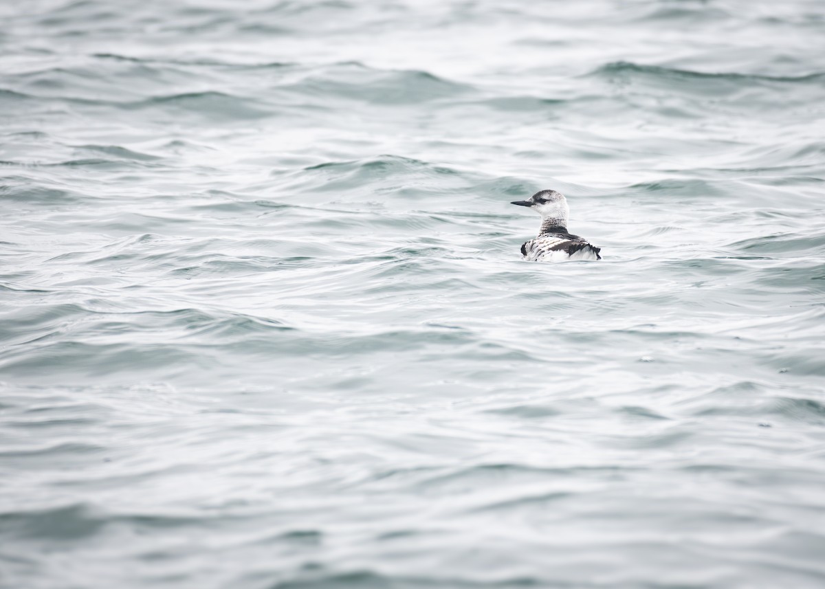 Black Guillemot - ML615909095