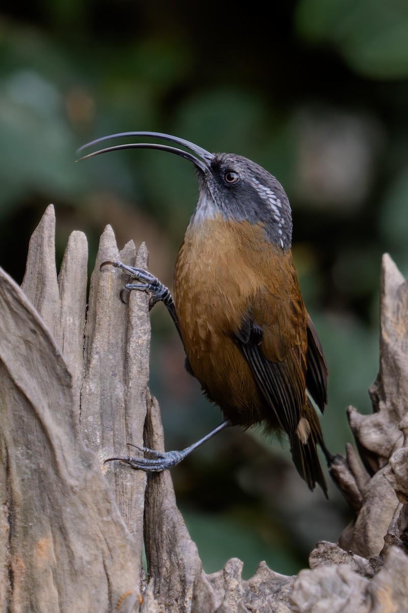 Slender-billed Scimitar-Babbler - ML615909106