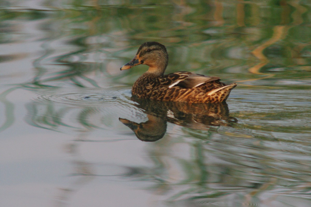 Mallard - Max Chiari