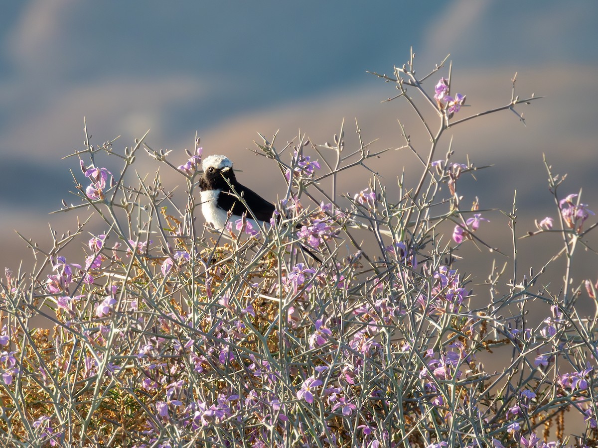 Mourning Wheatear - ML615909145