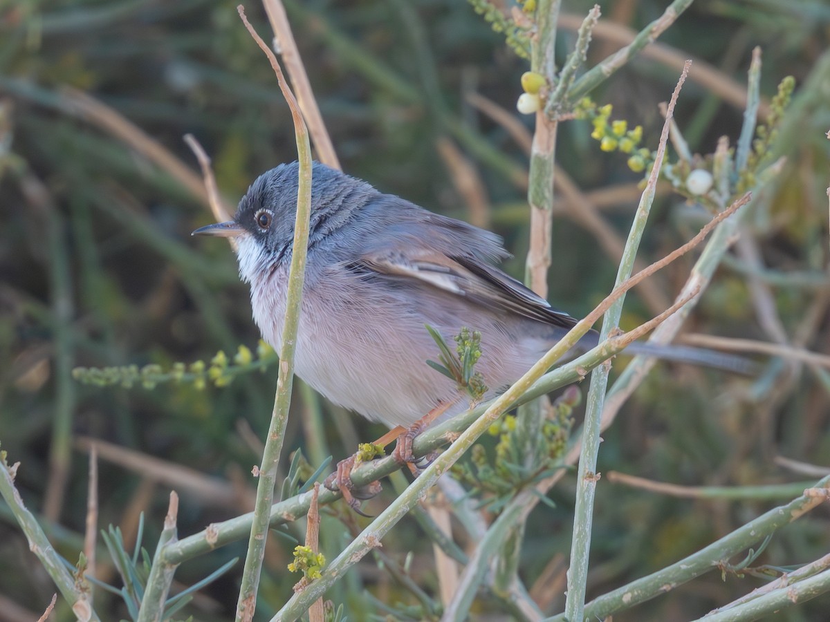 Spectacled Warbler - ML615909170