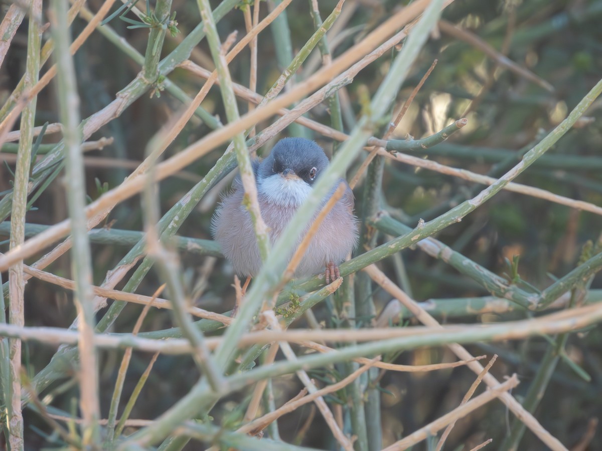Spectacled Warbler - ML615909171