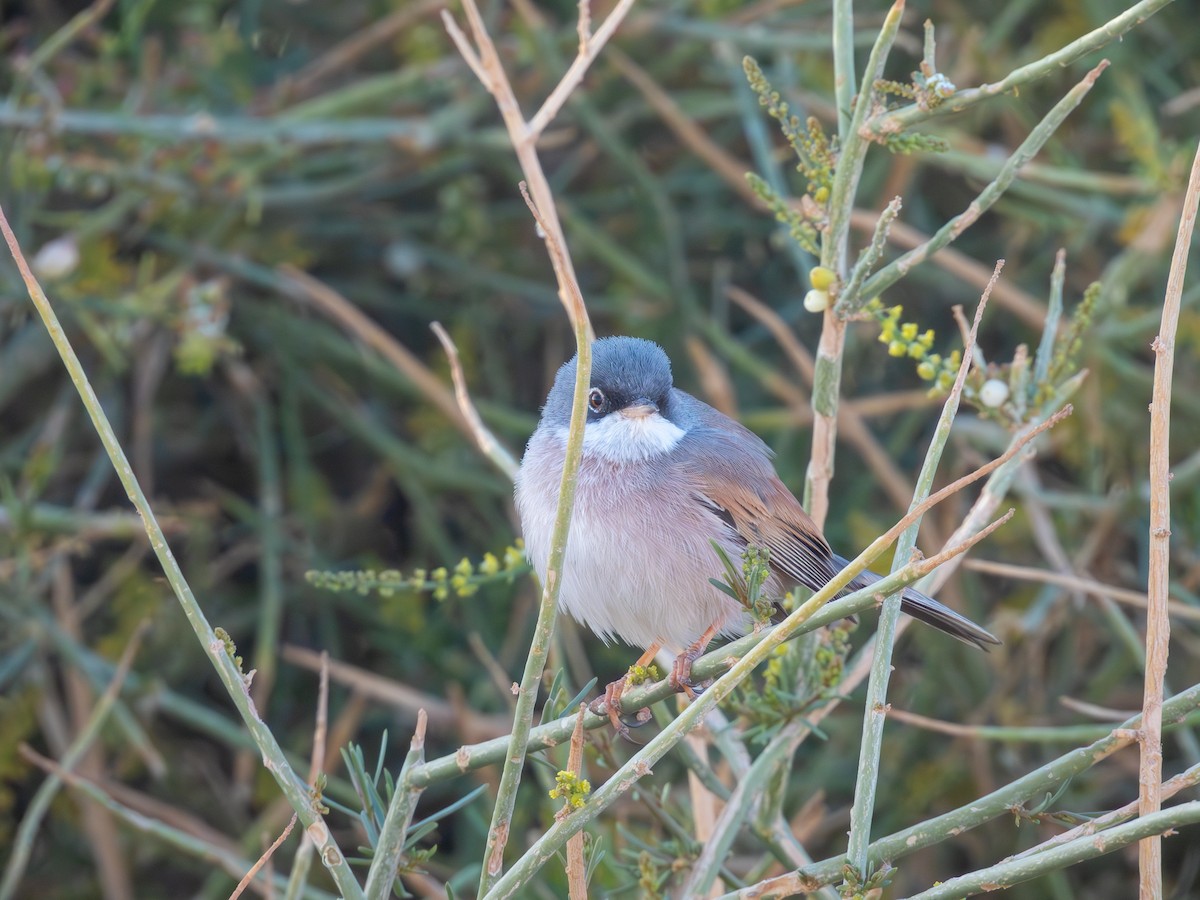 Spectacled Warbler - ML615909172