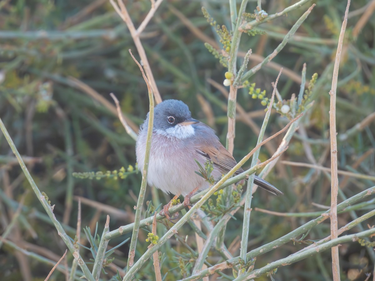 Spectacled Warbler - ML615909174