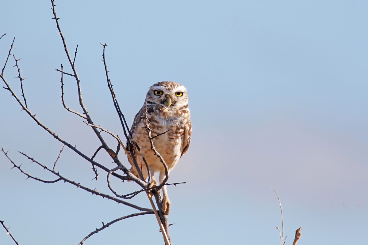 Burrowing Owl - David Lang