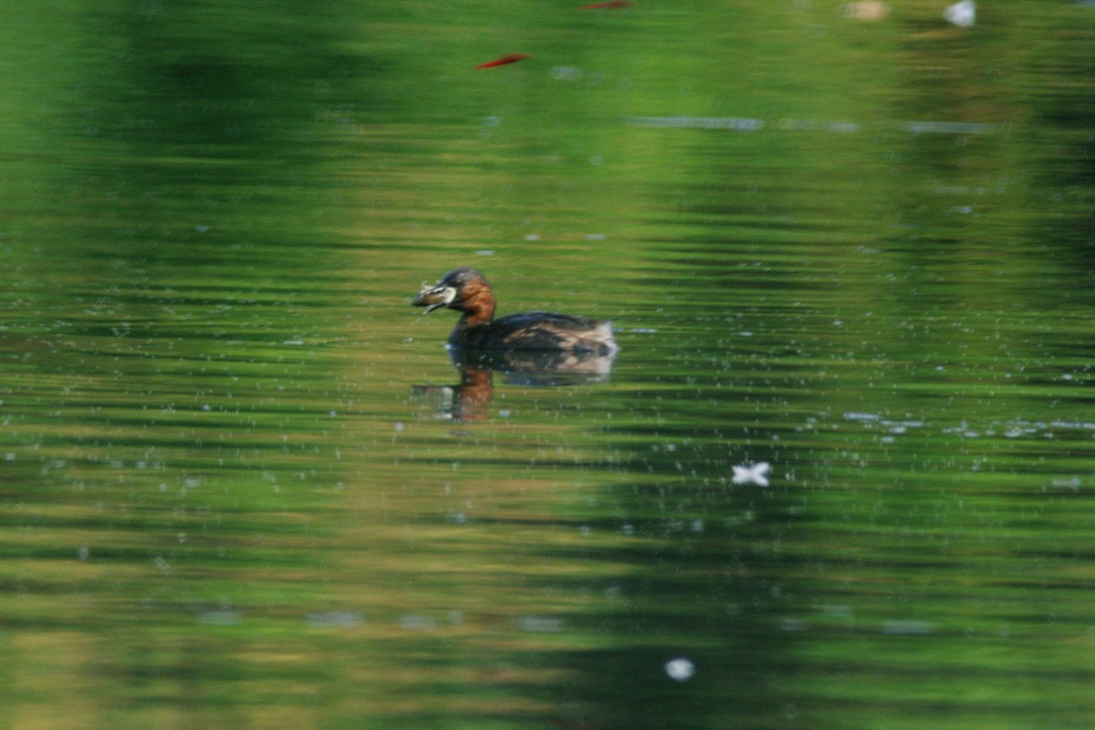 Little Grebe - ML615909186