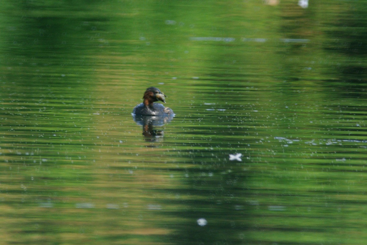 Little Grebe - ML615909187