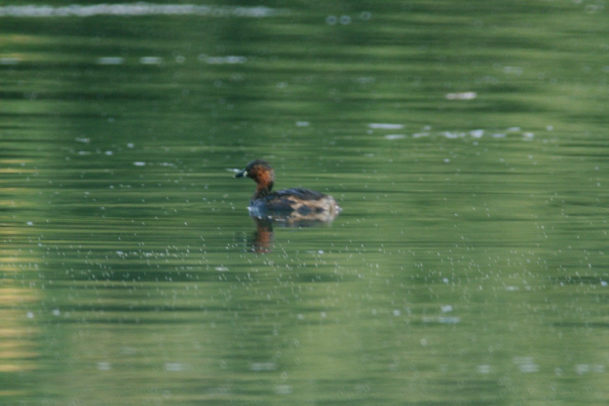 Little Grebe - ML615909192