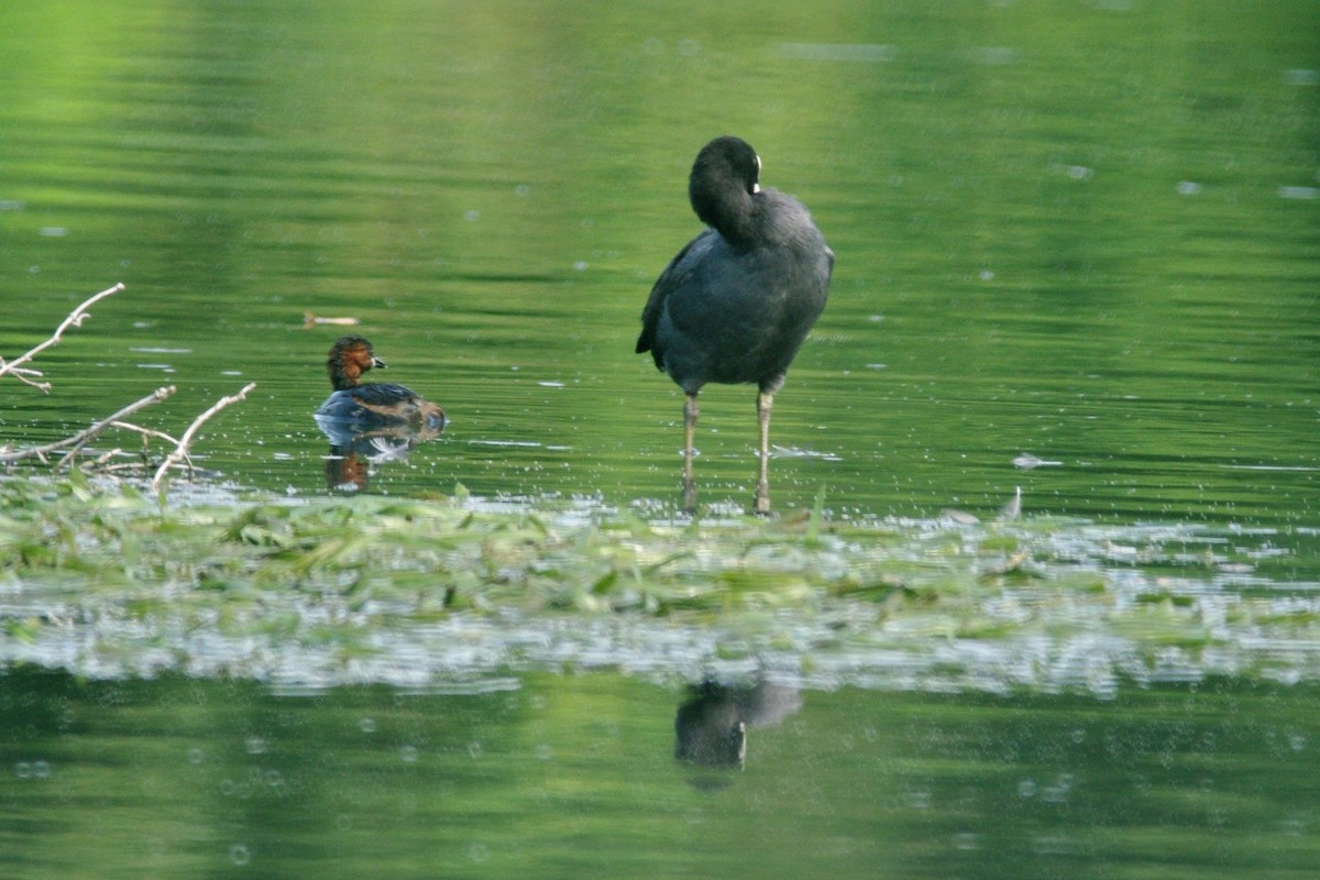 Little Grebe - ML615909193