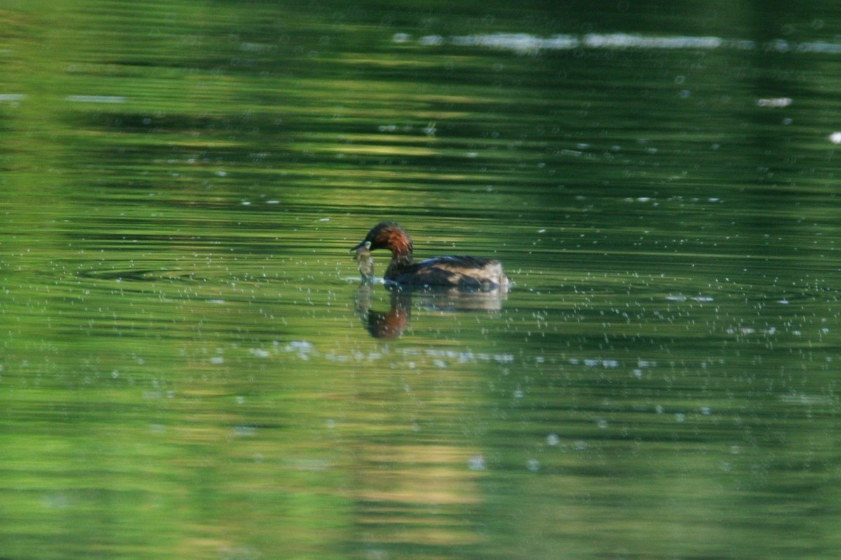 Little Grebe - ML615909194