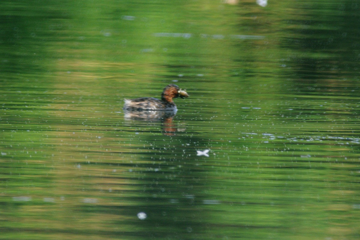 Little Grebe - ML615909201