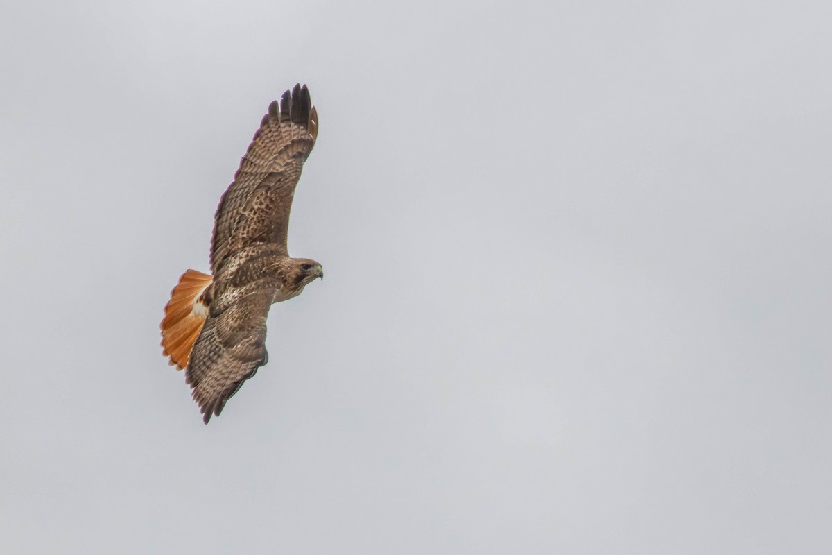 Red-tailed Hawk - ML615909205