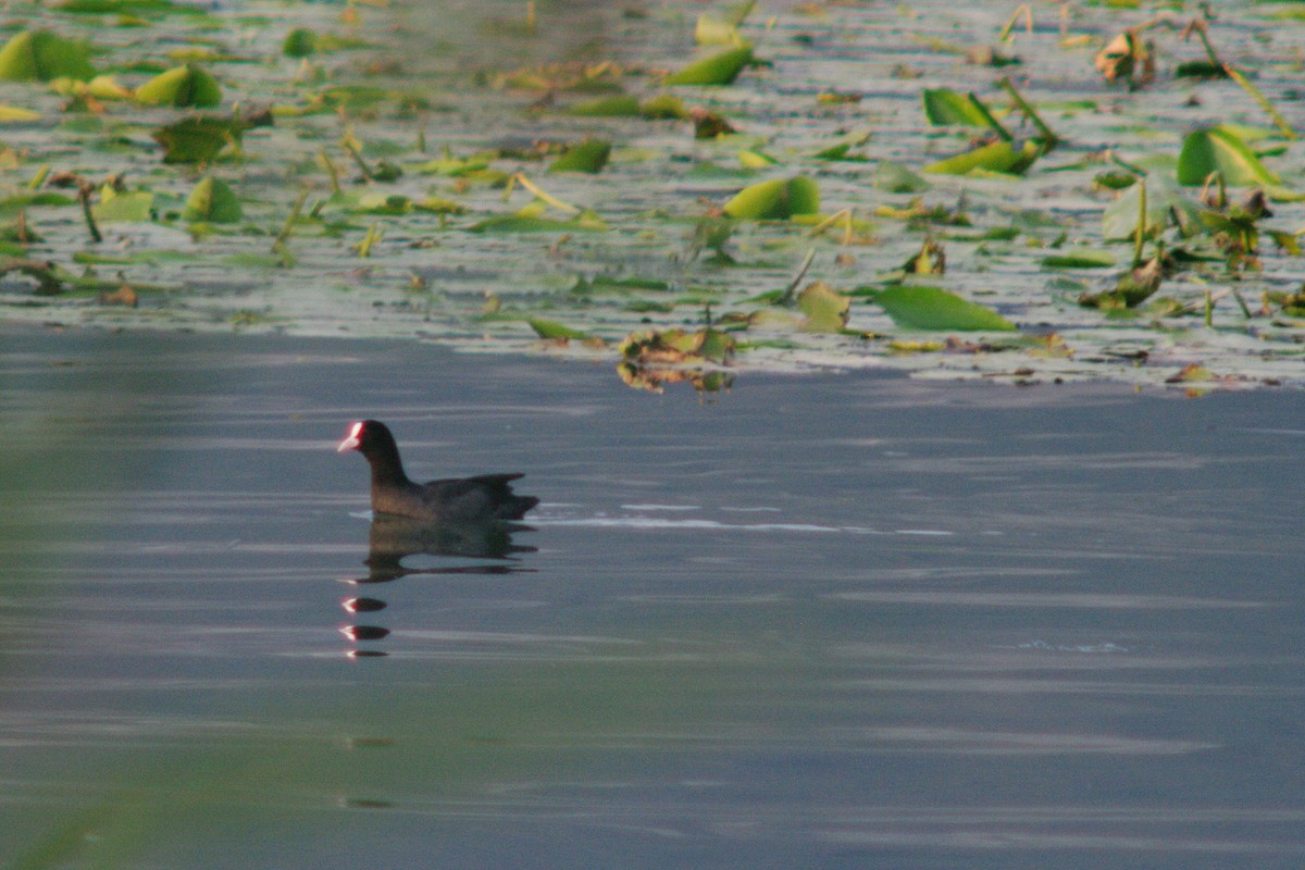 Eurasian Coot - ML615909236