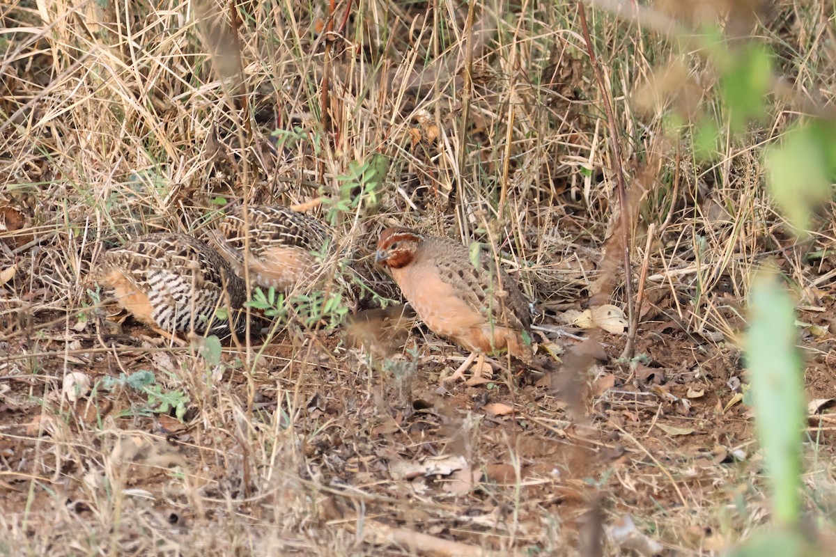 Jungle Bush-Quail - Jonathan Meyer