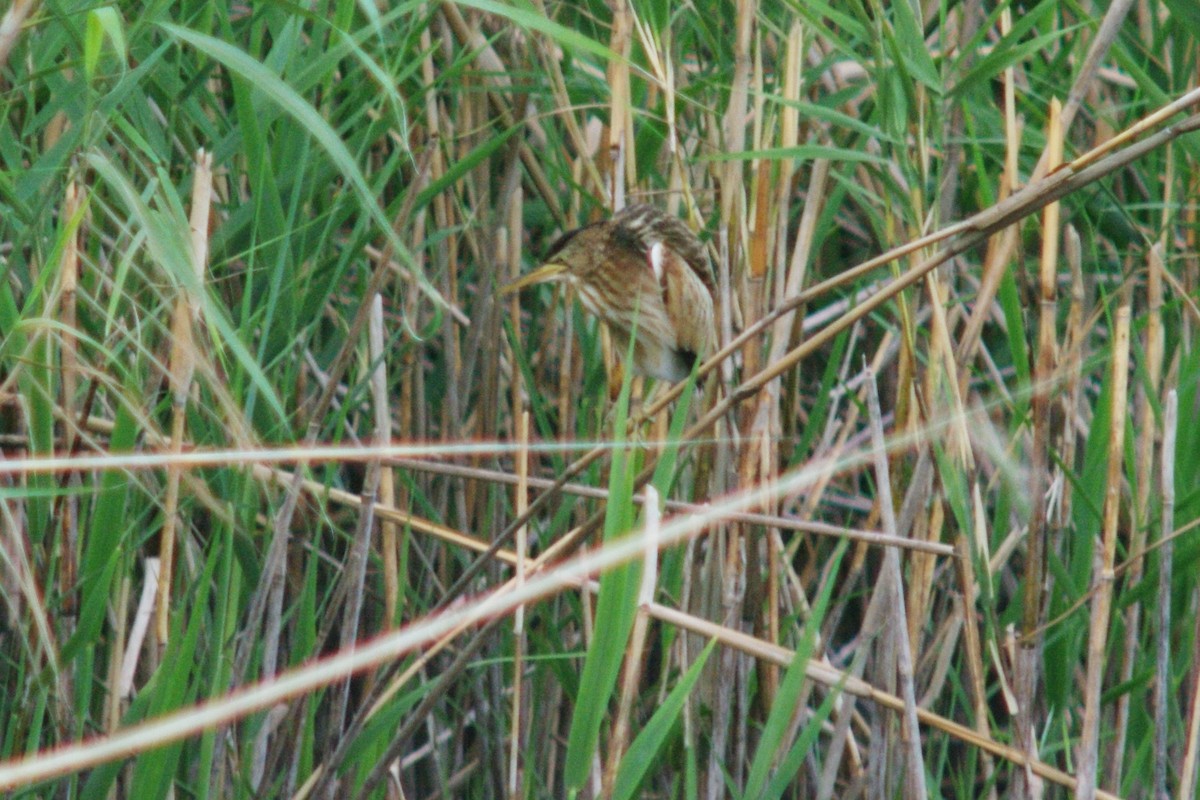 Little Bittern - ML615909253