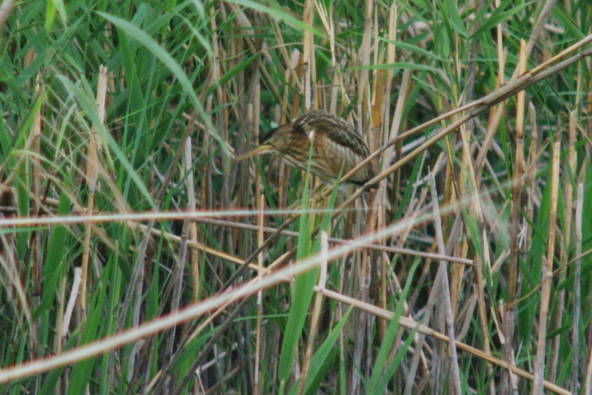 Little Bittern - ML615909255