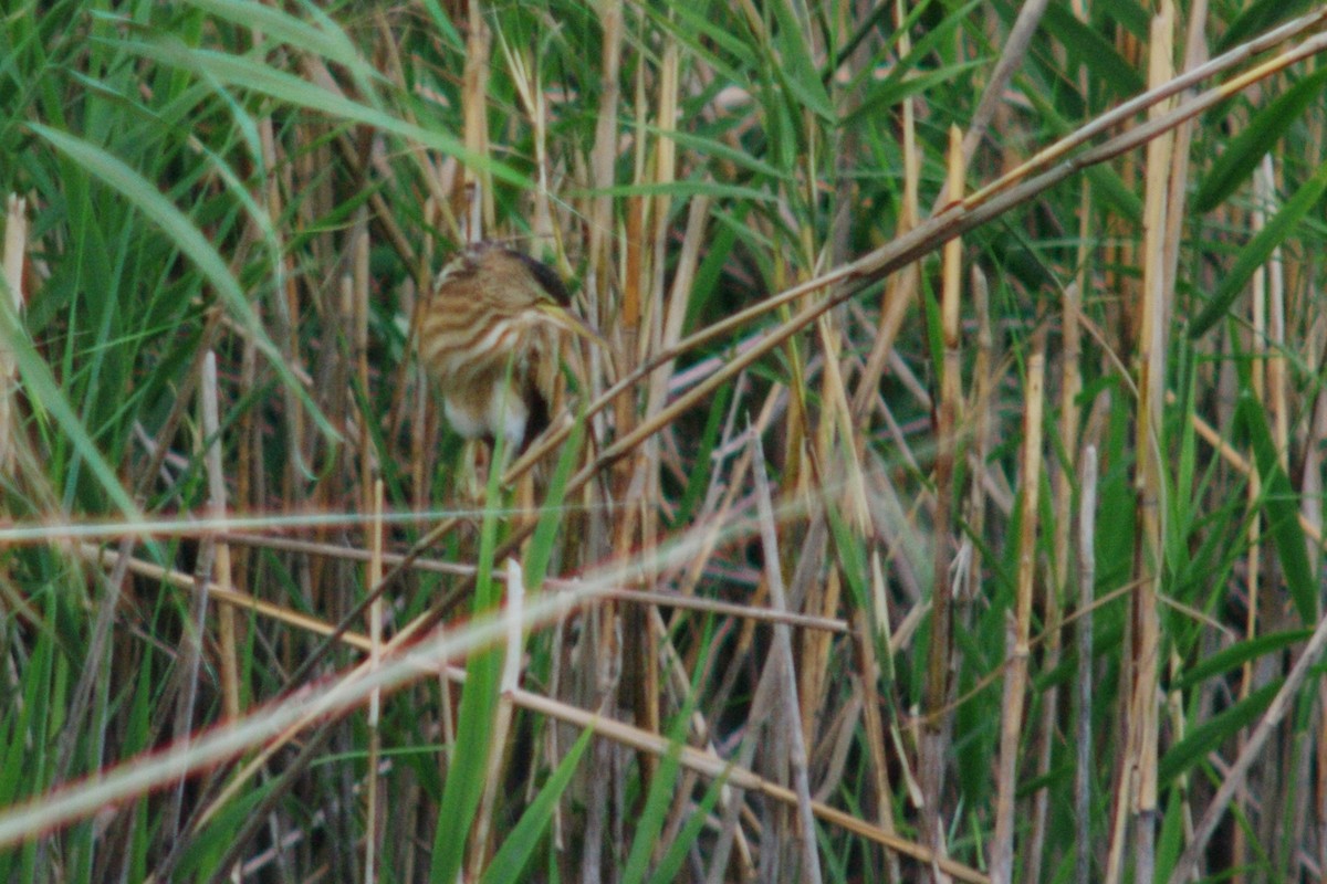 Little Bittern - ML615909256