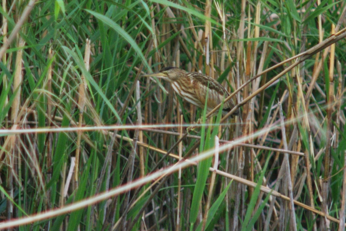 Little Bittern - ML615909265