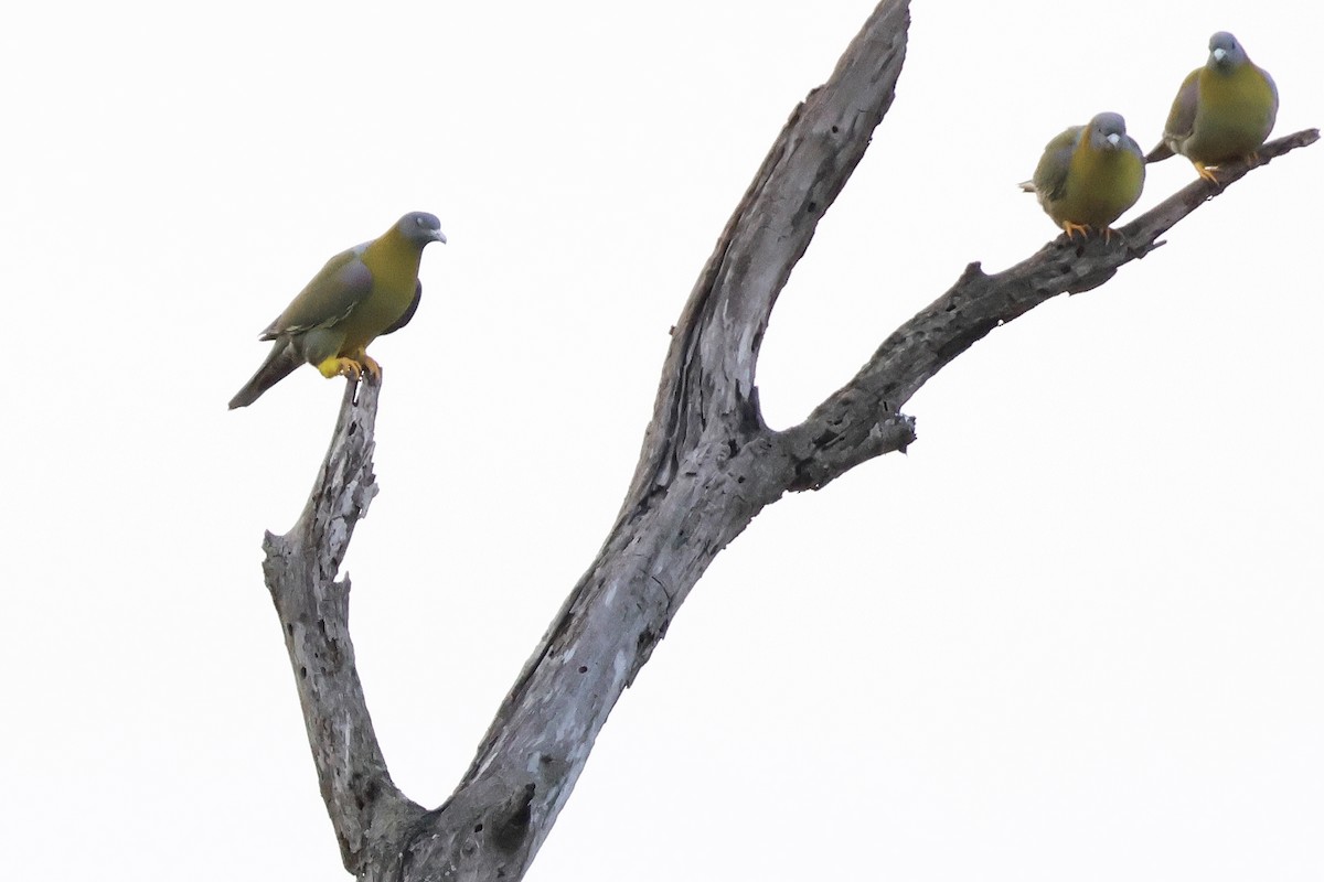 Yellow-footed Green-Pigeon - ML615909267