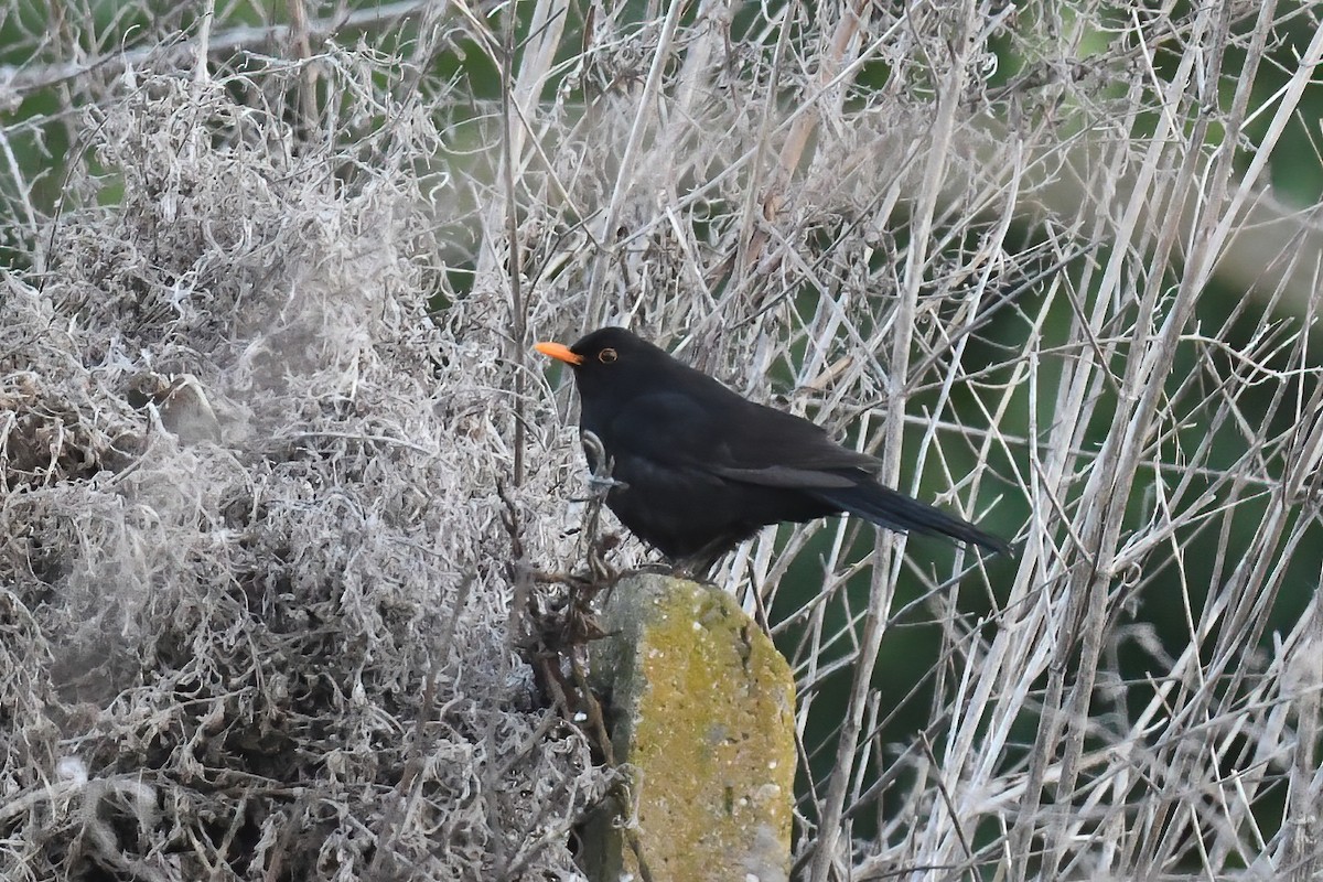 Eurasian Blackbird - ML615909291