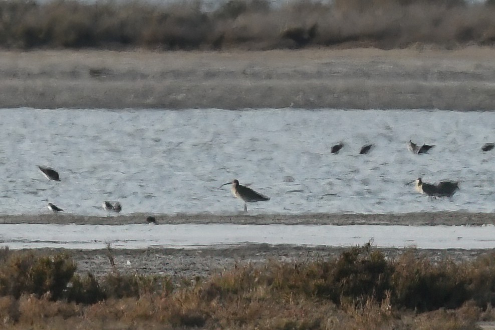 Eurasian Curlew - ML615909299