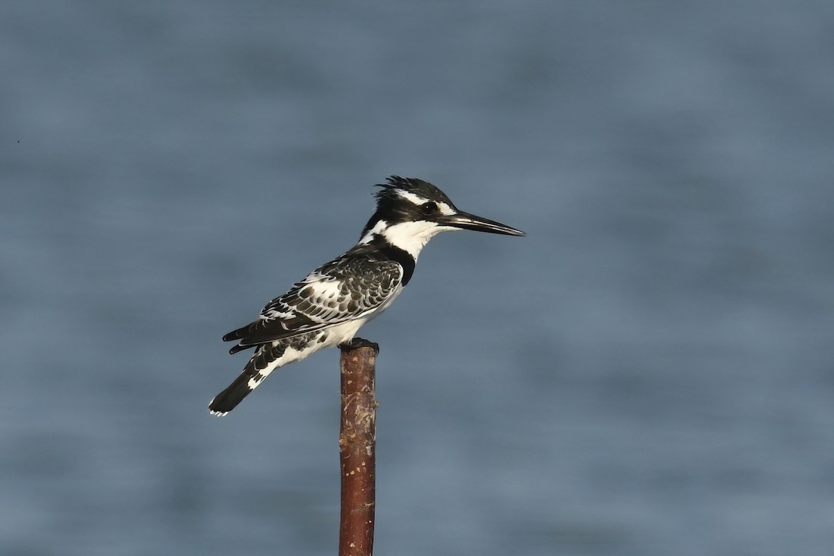 Pied Kingfisher - Ergün Cengiz