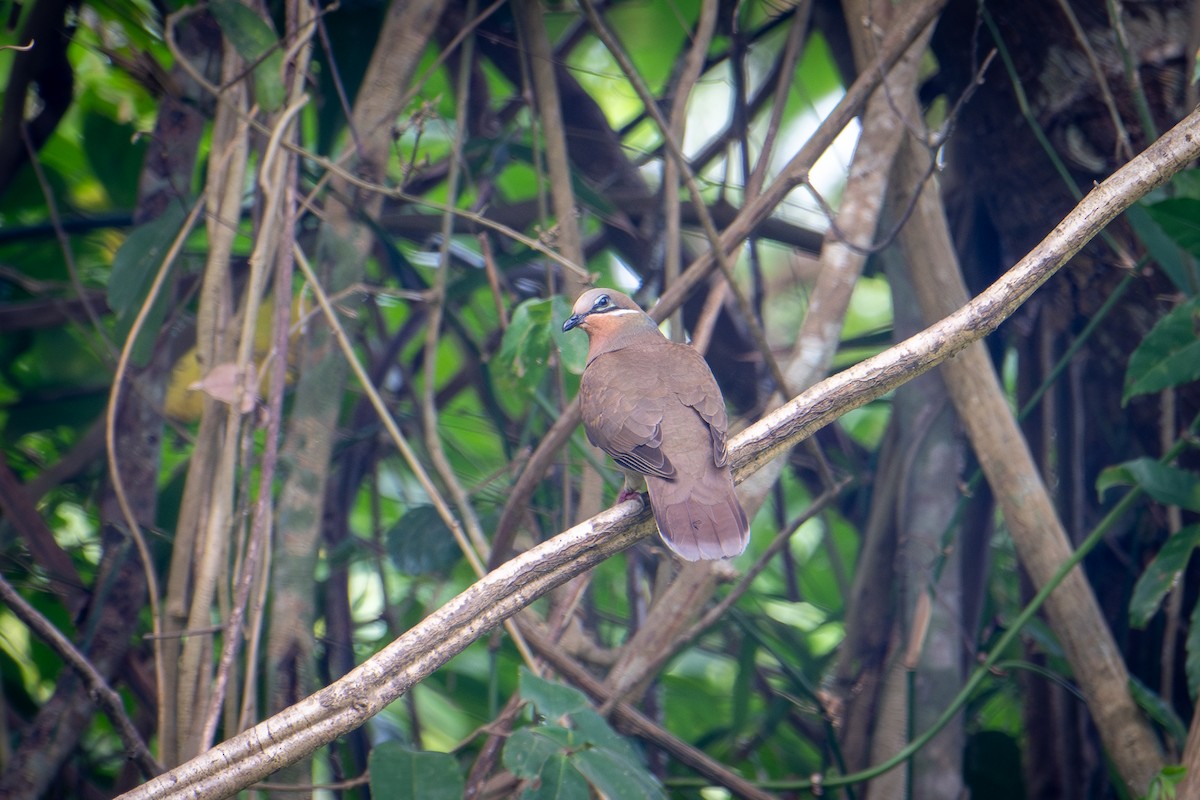 småbrundue (leucotis) - ML615909311