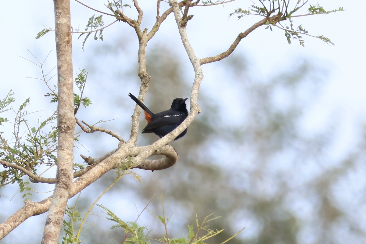 Indian Robin - ML615909325