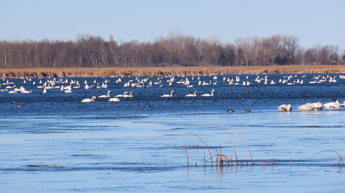 Tundra Swan - ML615909327