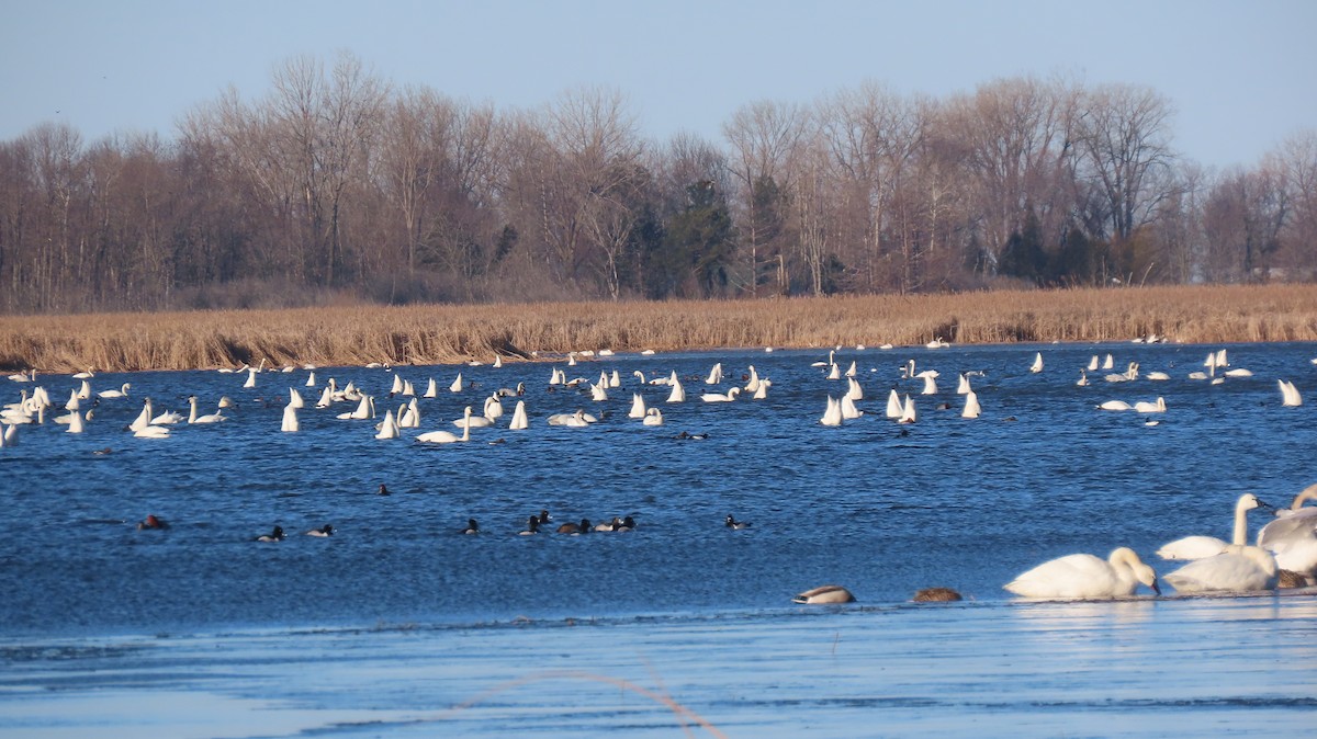 Tundra Swan - ML615909329