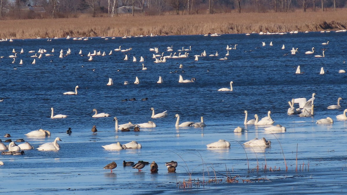 Tundra Swan - ML615909331