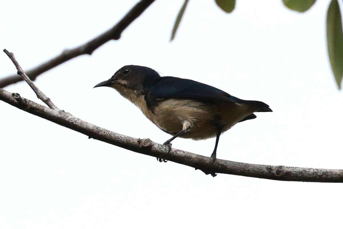 Cambodian Flowerpecker - ML615909344