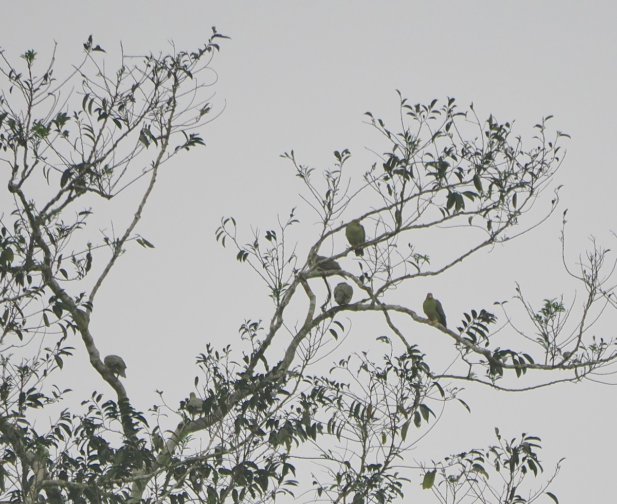 African Green-Pigeon - ML615909430