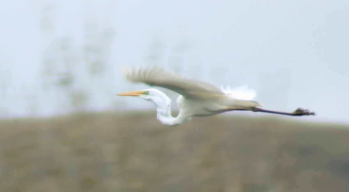 Great Egret - ML615909442