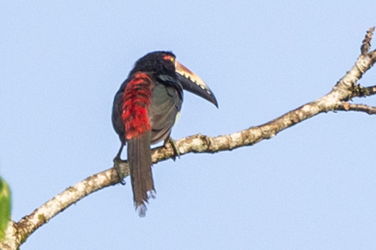 Collared Aracari - ML615909455