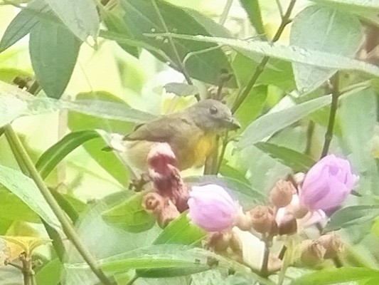 Yellow-rumped Flowerpecker - ML615909482