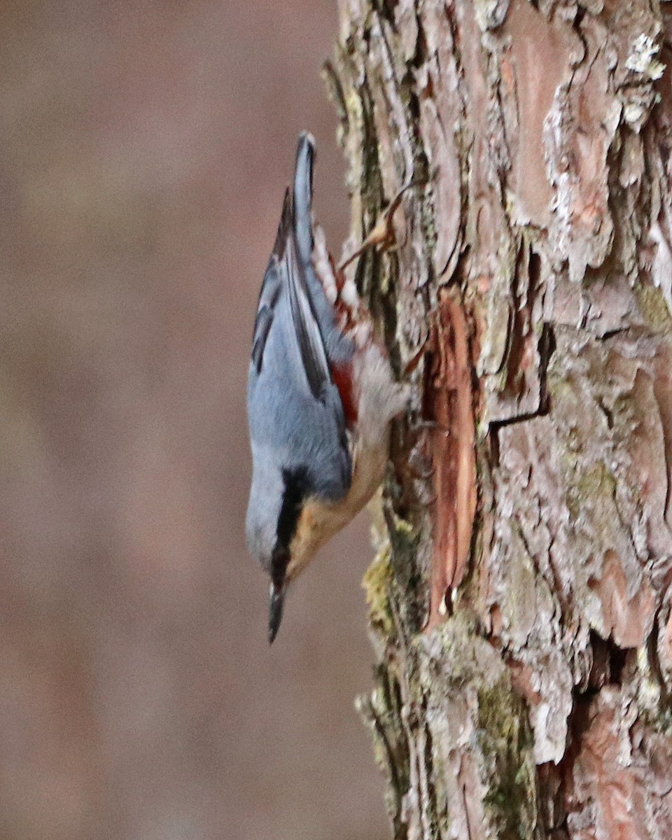 Giant Nuthatch - ML615909501