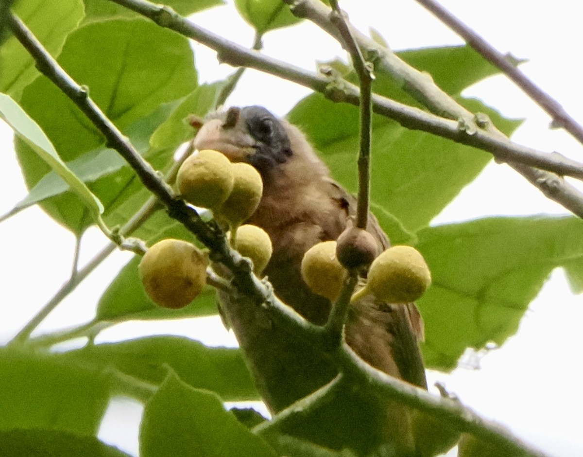 Bristle-nosed Barbet - Annette Teng